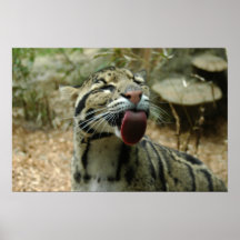 Bewölktes Leopard-Plakat