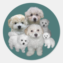 Bichon Frise Welpen-Aufkleber