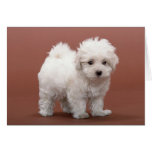 Bichon Frise Welpen-Karten, Porto, Geschenke karten