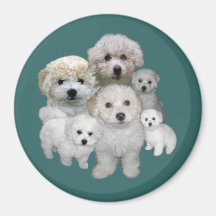 Bichon Frise Welpen-Magnet Kühlschrankmagnet