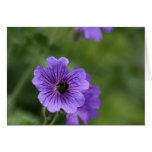 Biene auf Pelargonie Karten