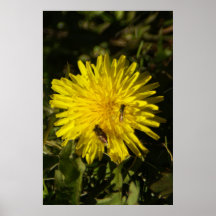 Bienen-Blume II Posterdrucke