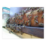 Bienen, die in ihrem Bienenstock erhalten Postkarte