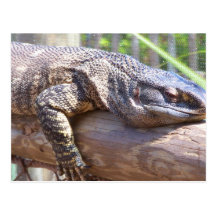 big lizard on log close up post card