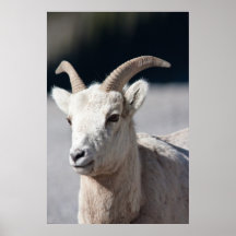 Bighorn-Schafe Posterdrucke