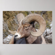 Bighorn-Schafe Plakatdrucke