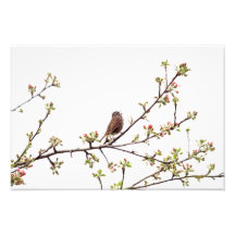 Bild des Spatzen singend in blühendem Baum Fotografischer Druck