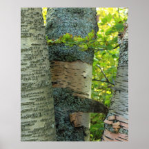 BirchTree Plakatdruck