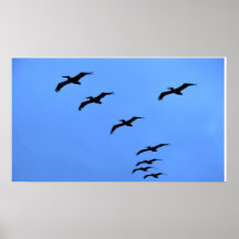 Birds Posters