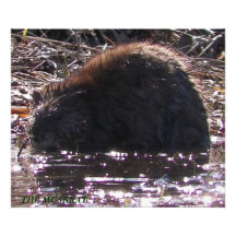 Bisamrattenfotodruck