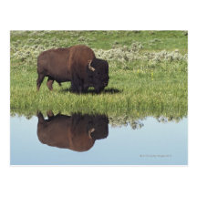 Bison (Bison-Bison) auf grasartiger Wiese Postkarte