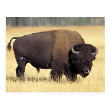 Bison, Bisonbison, Stier in Yellowstone-Staatsange Postkarten