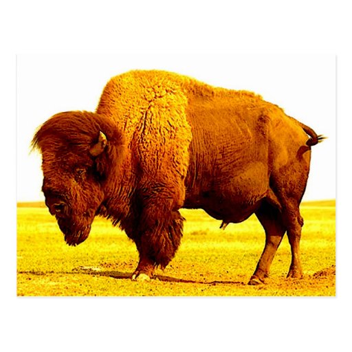 Bison/Büffel Postkarte