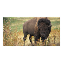 Bison Fotokarte