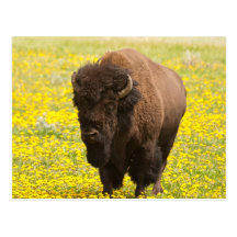 Bison im Gelb Postkarten
