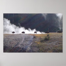 Bison in Yellowstone Plakate