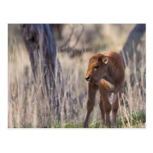 Bison-Kalb Postkarten