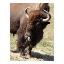 Bison-Lecken Postkarte