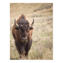 Bison Postkarte