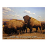 Bison Postkarte