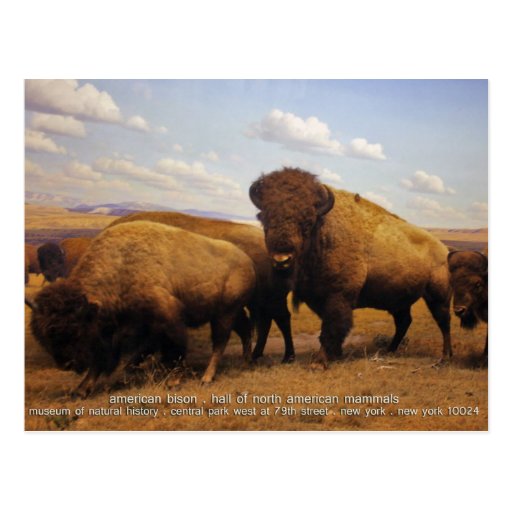 Bison Postkarte