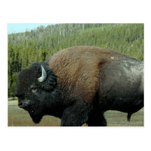 Bison-Postkarte