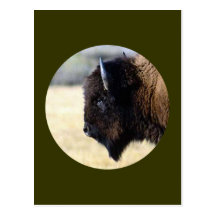 Bison Postkarte