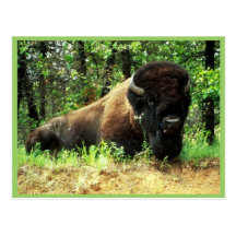 Bison Postkarten