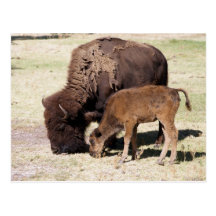 Bison und Baby Postkarte