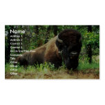 Bison Visitenkarten Vorlage