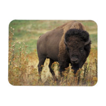 Bisonfoto Vinyl Magnet