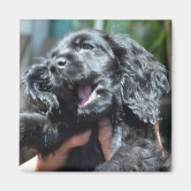 Black American Cocker Spaniel Puppy 10 weeks old Fridge Magnets