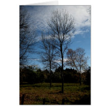 Blank_Ontario Bäume Grußkarten