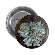 Blasse Flechte auf Baum Button