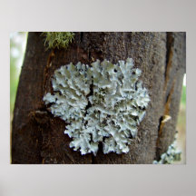Blasse Flechte auf Baum Posterdrucke