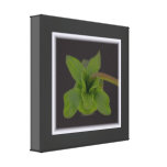 Blatt-Blüte eingewickelte Leinwand Leinwand Druck