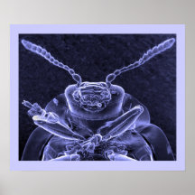 Blatt-Käfer-Bild - Rasterelektronenmikroskop Posterdrucke