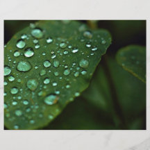 Blatt mit Regentropfen Bedruckte Flyer