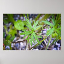 Blatt Plakate
