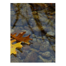 Blatt verlässt Strom-Wasser-Reflexionen Postkarten