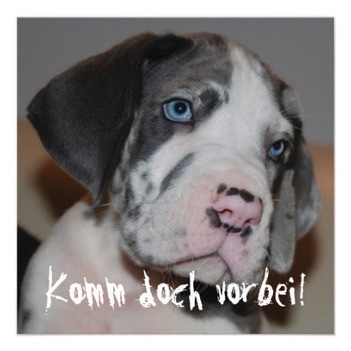 Blaue Augen Doggenwelpe Personalisierte Ankündigungen