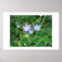 Blaue Blumen Plakat