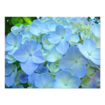 Blaue Blumenhydrangeas-Blumenkunstdrucke Fotodrucke