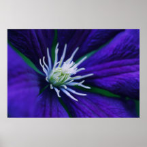Blaue Clematis Makro Poster