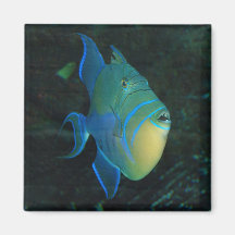 Blaue, gelbe und grüne Fische - Magnet