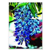 Blaue Glyzinien Photodrucke