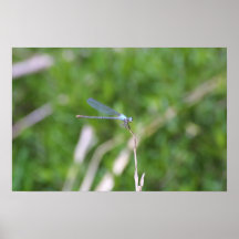 Blaue Libelle Plakat