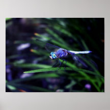 Blaue Libelle Posterdrucke