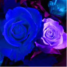 Blaue lila Rosen-Foto-Skulptur Fotostatue