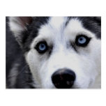 Blaue mit Augen heisere Postkarte postkarten